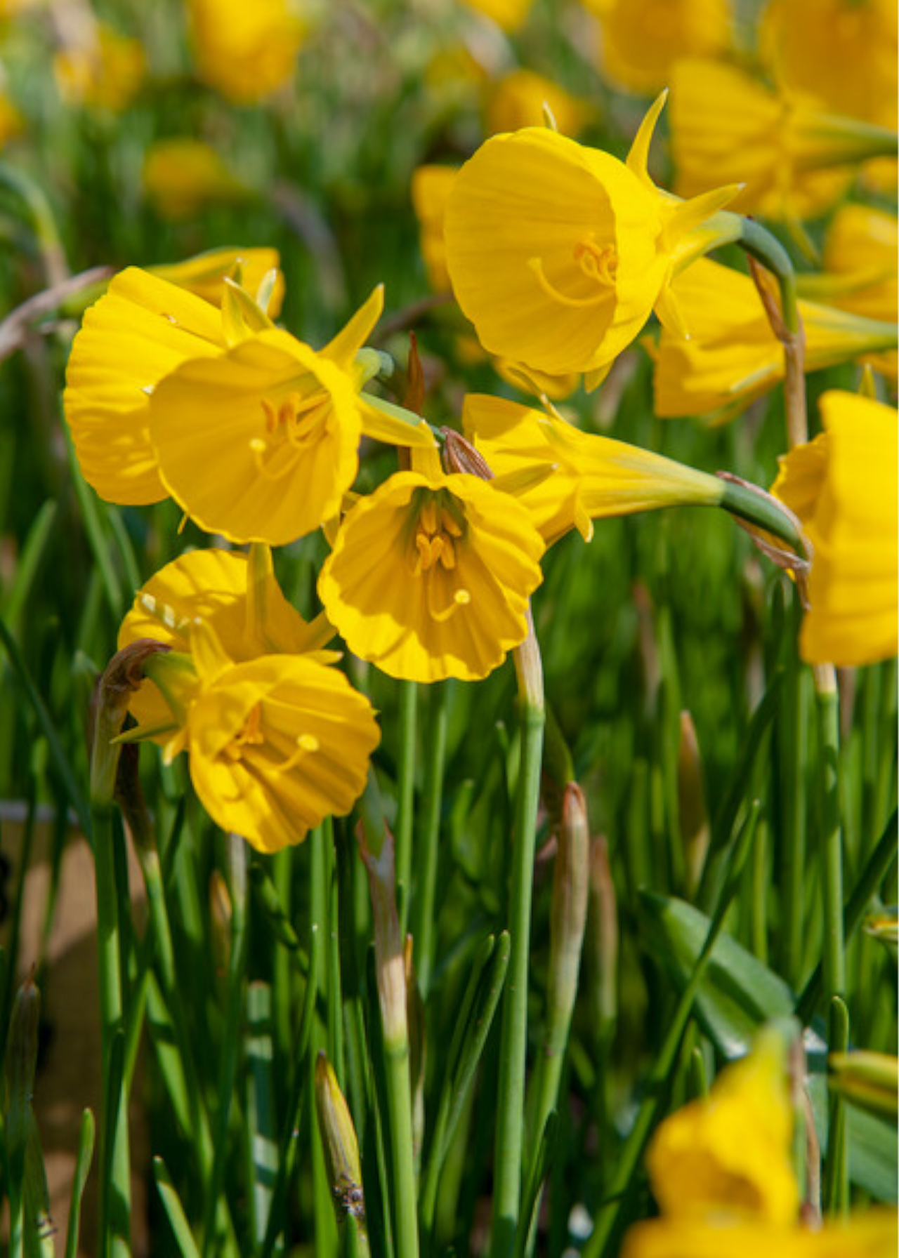 Daffodil (Narcissus) Golden Bells Pack of 5