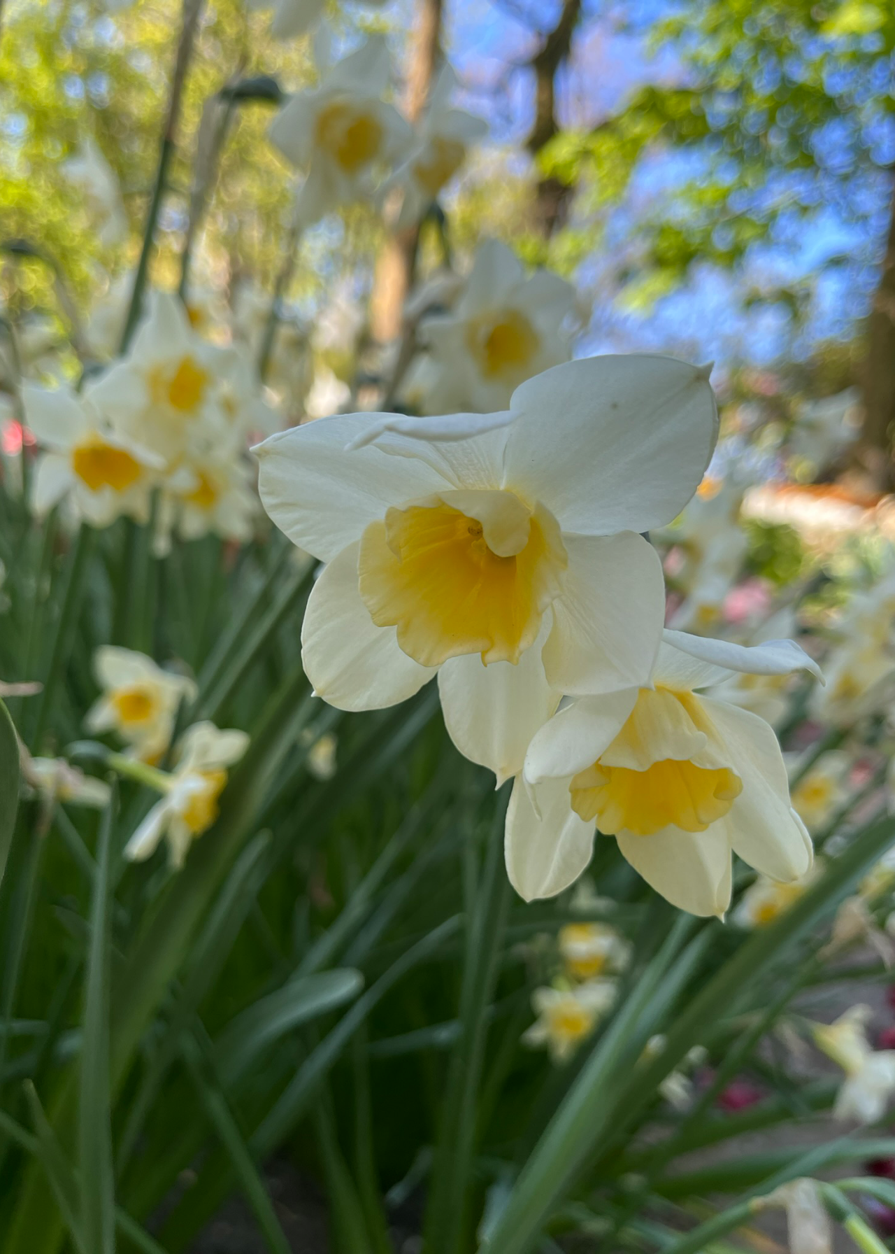 Daffodil (Narcissus) Sweet Love Pack of 5