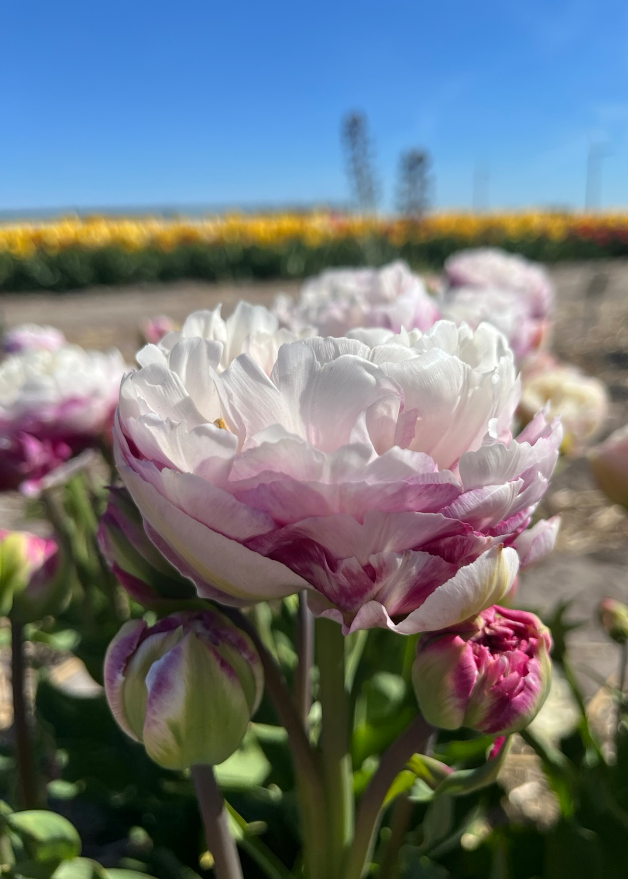 Tulip Double Surprise Pack of 5