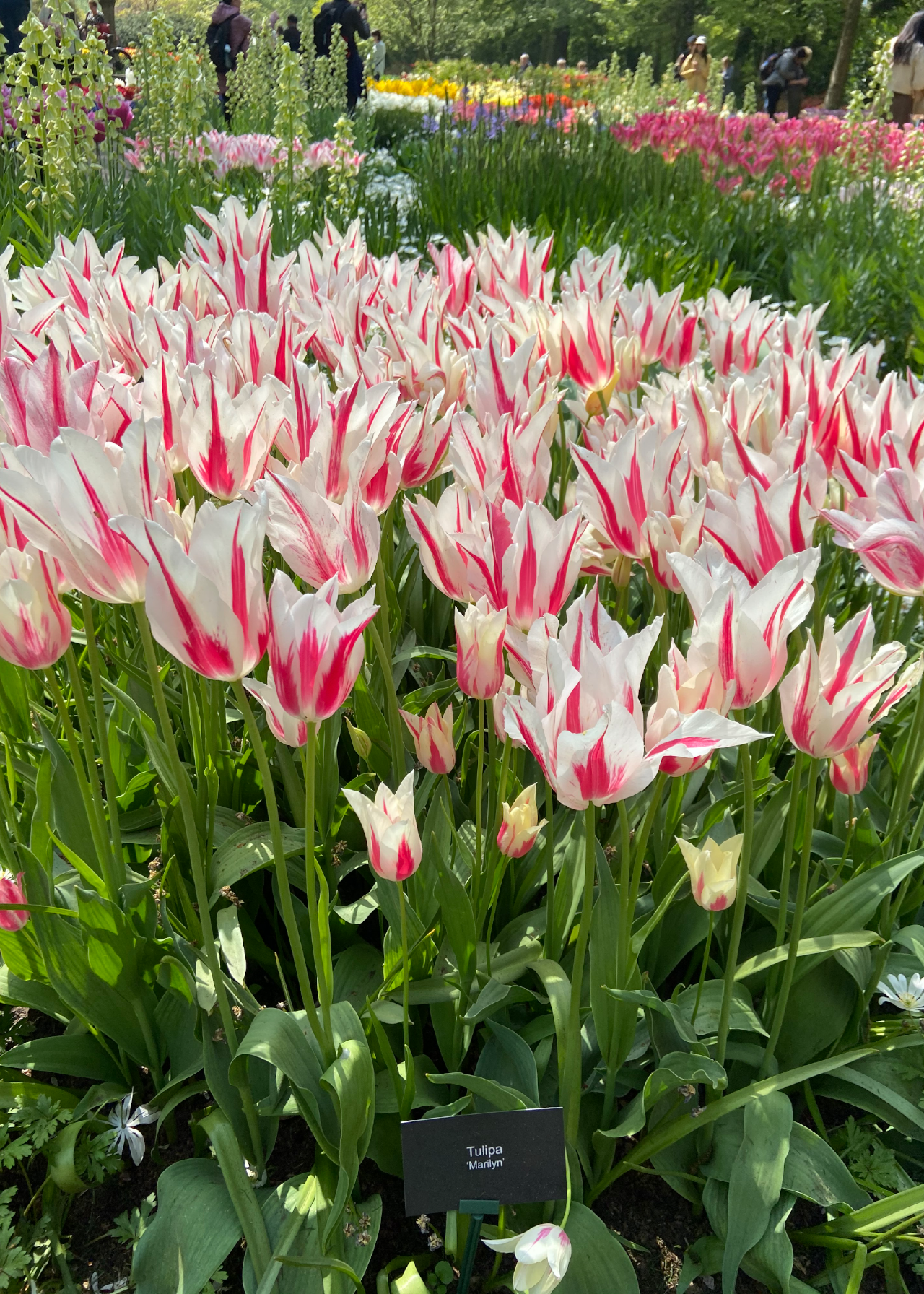 Tulip Marilyn Pack of 5