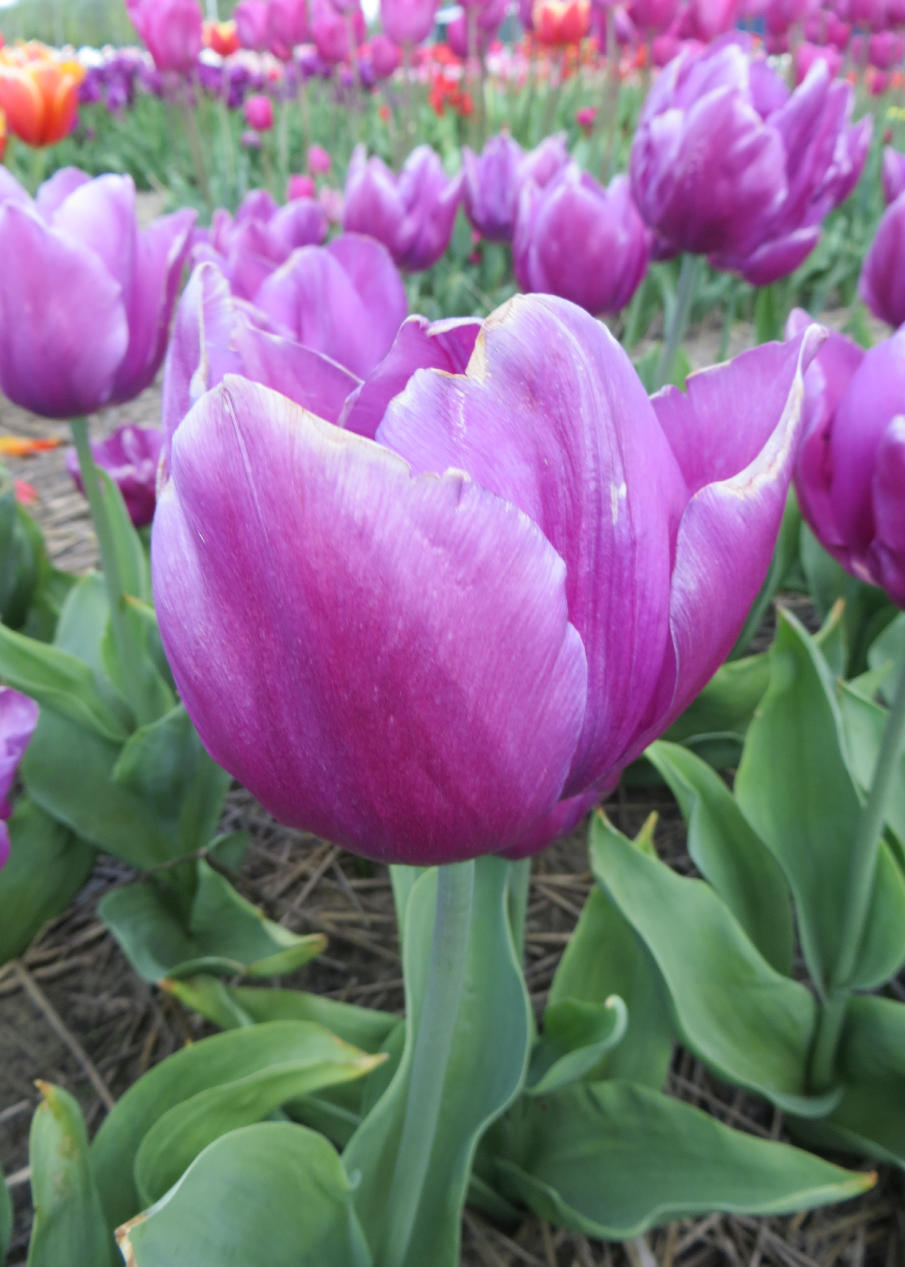 Tulip Purple Prince Pack of 15
