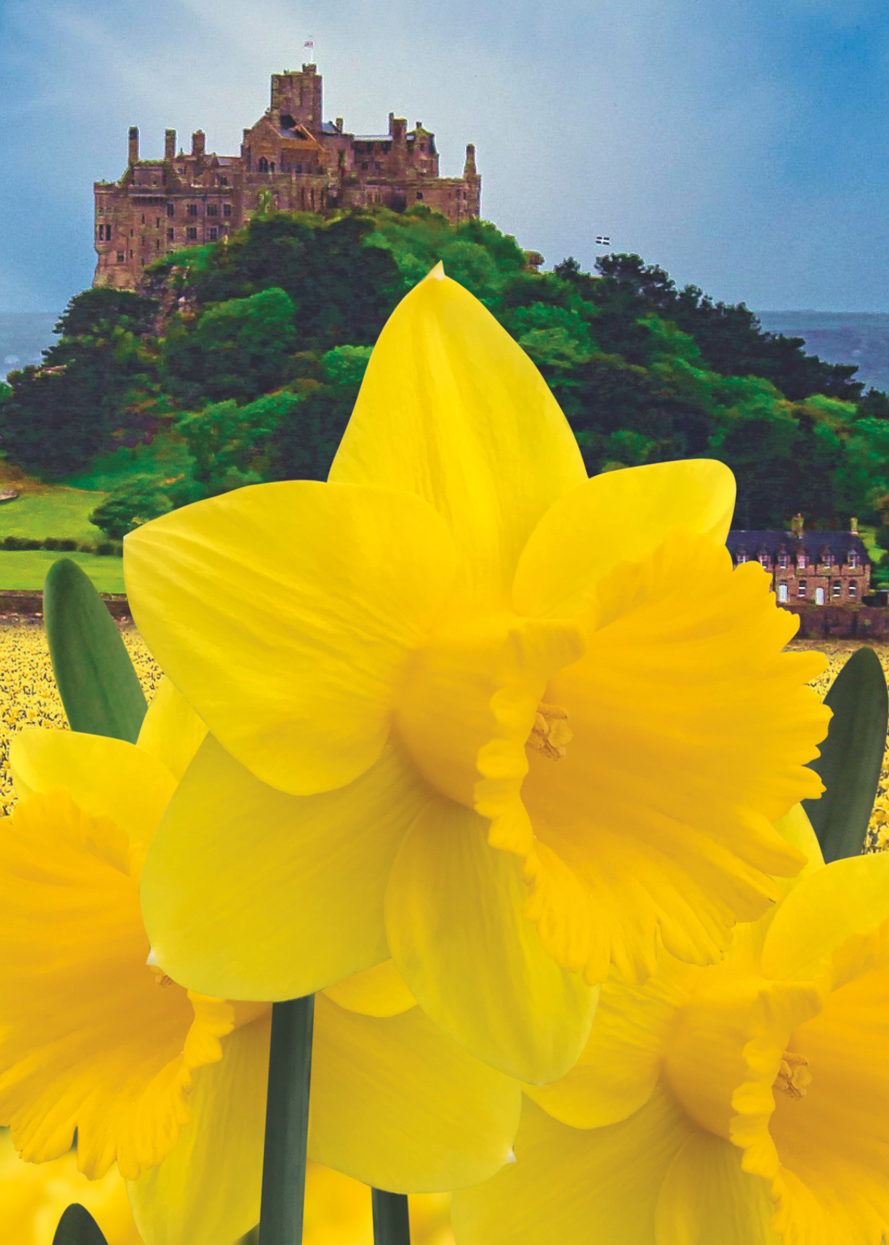 Daffodil (Narcissus) Cornish Gold Carripack 1.5kg