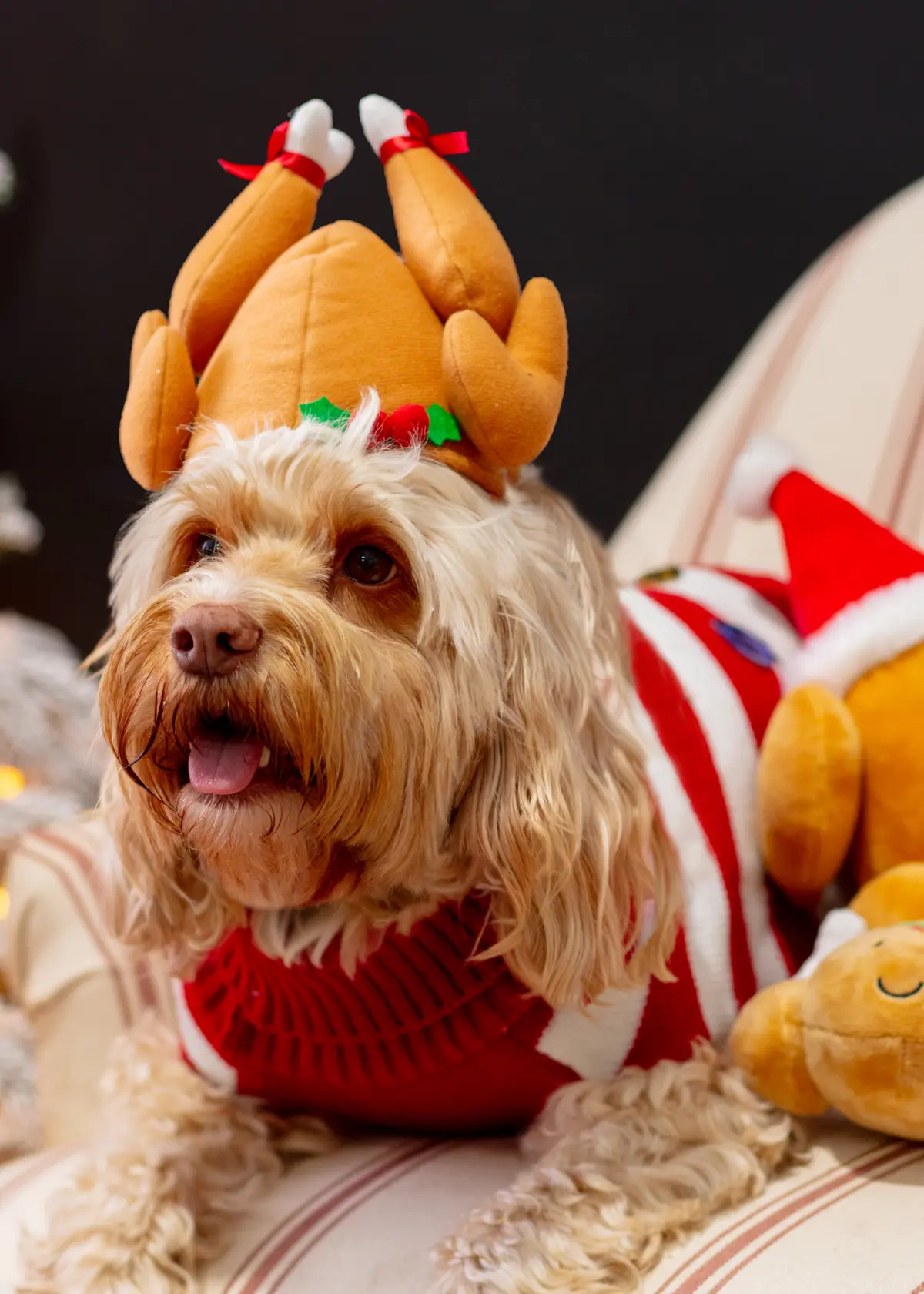 A photo of Small Medium Turkey Headband for Dogs