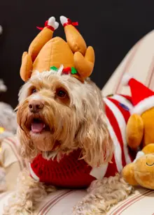 Small Medium Turkey Headband for Dogs