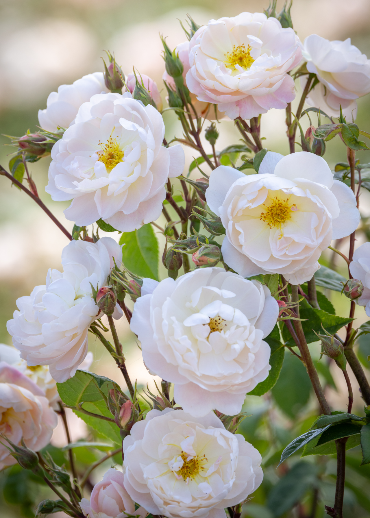 David Austin Rose 'Sir David Beckham' 6ltr