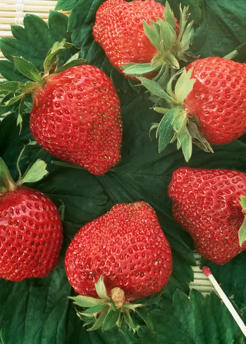 Strawberry Cambridge Favourite 5 Pack