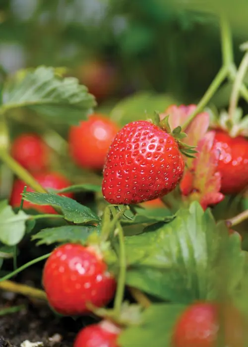 Strawberry Flamenco 5 Pack