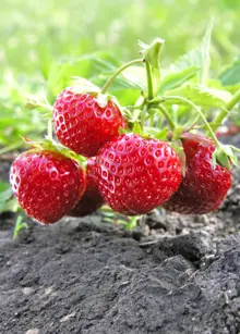 Strawberry Korona 5 Pack
