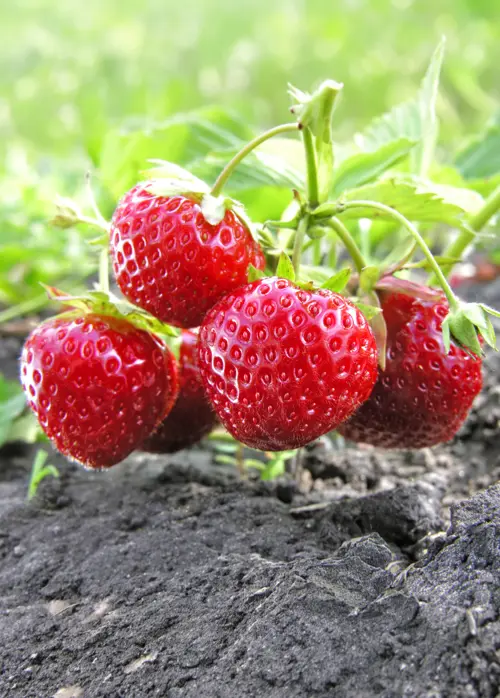 A photo of Strawberry Korona 5 Pack