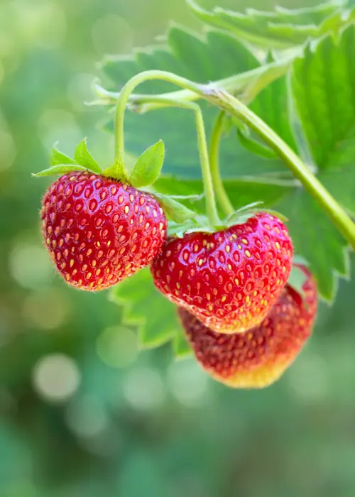A photo of Strawberry Marshmello 5 Pack