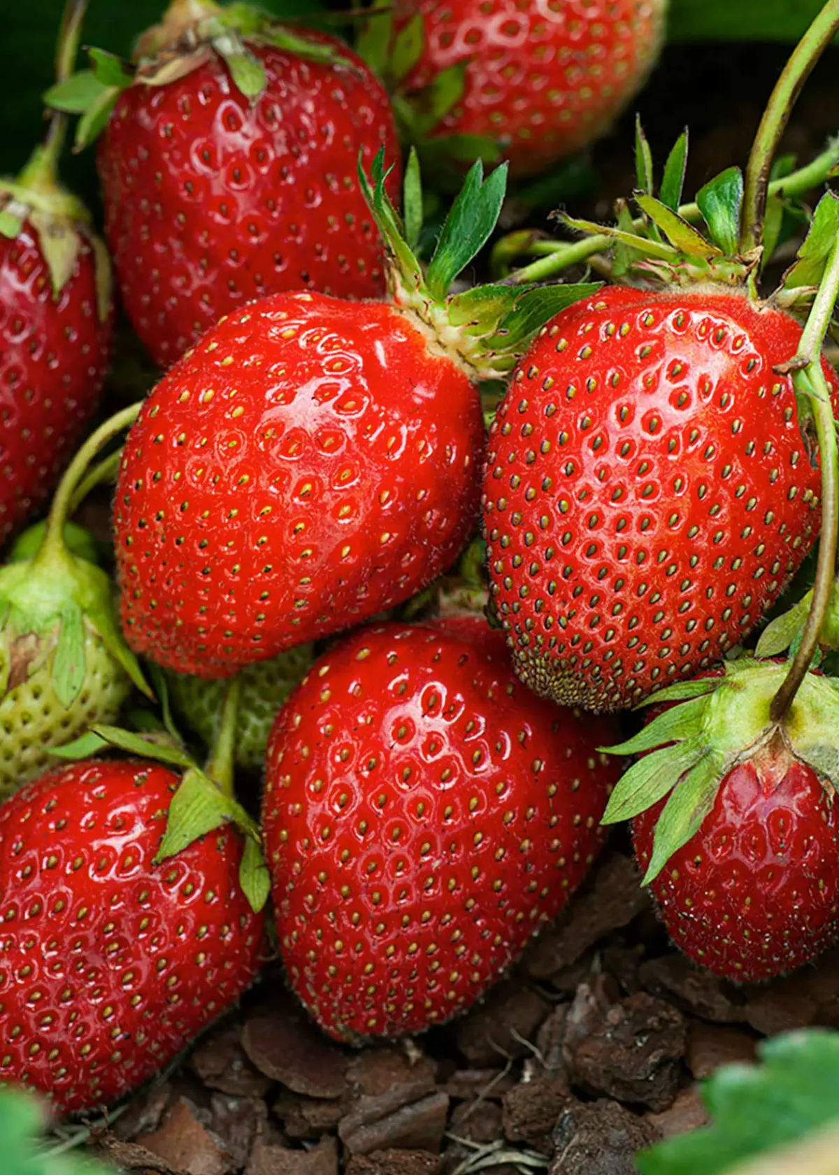 A photo of Strawberry Red Gauntlet 5 Pack
