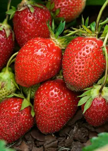 Strawberry Red Gauntlet 5 Pack
