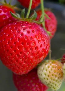 Strawberry Sweetheart 5 Pack
