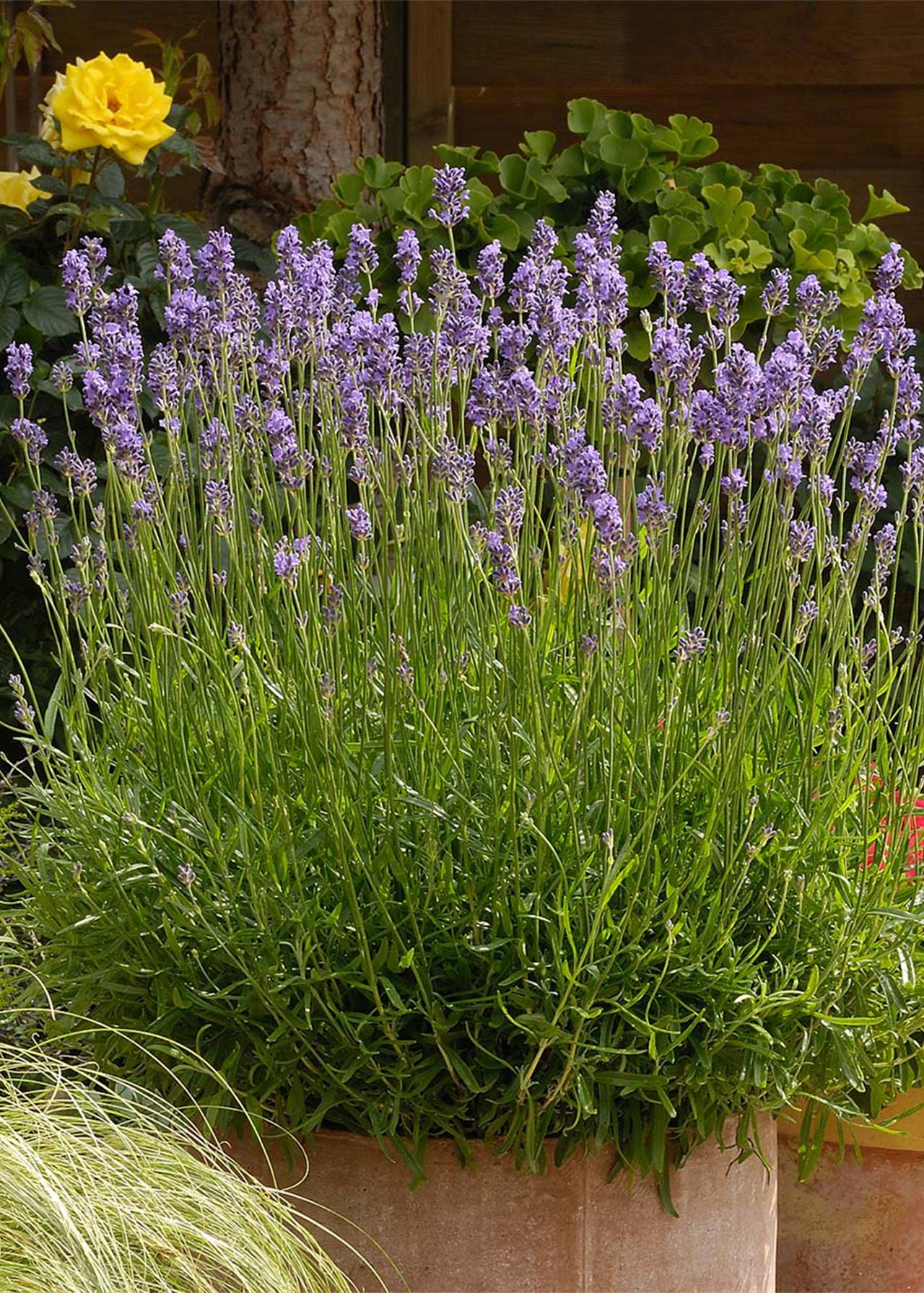 Lavandula Munstead 2ltr