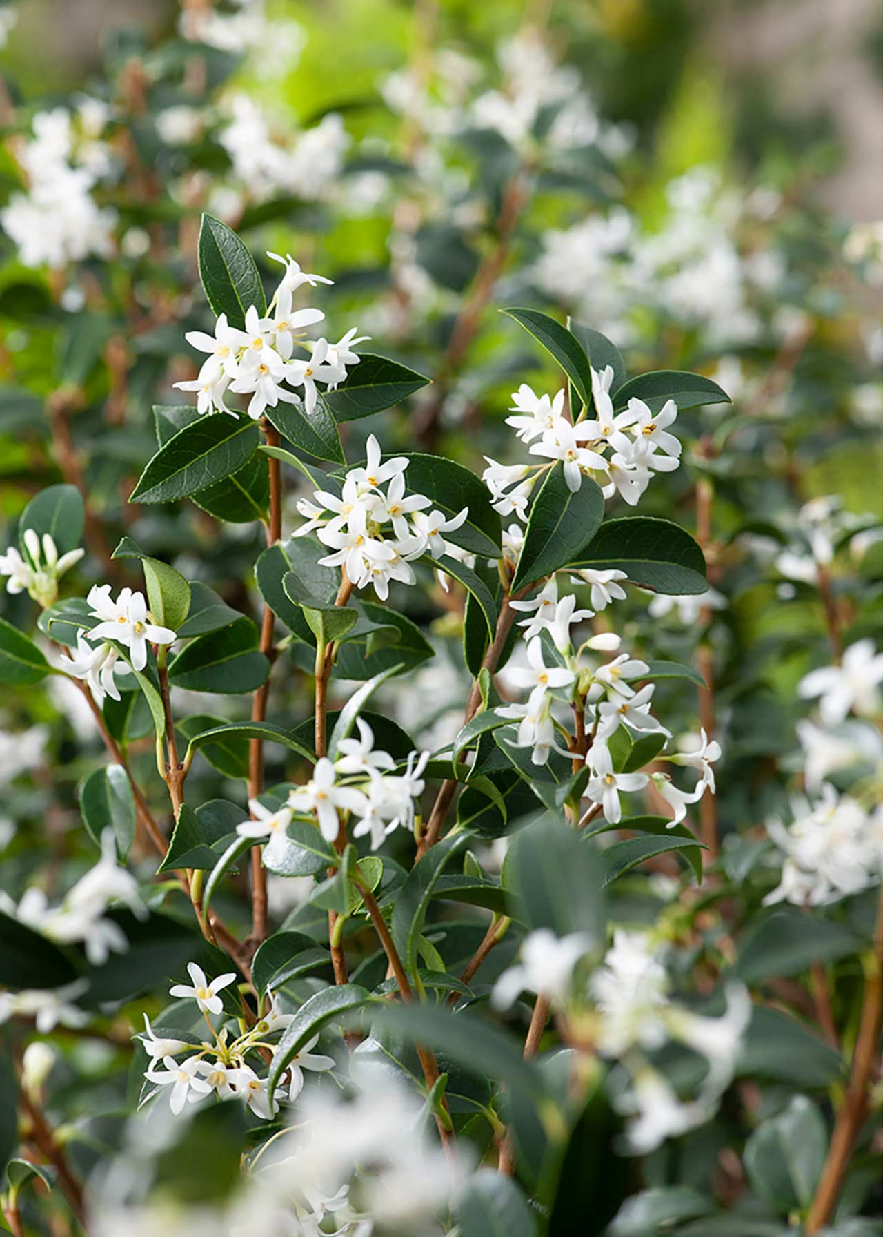 Osmanthus Burkwoodii 3ltr