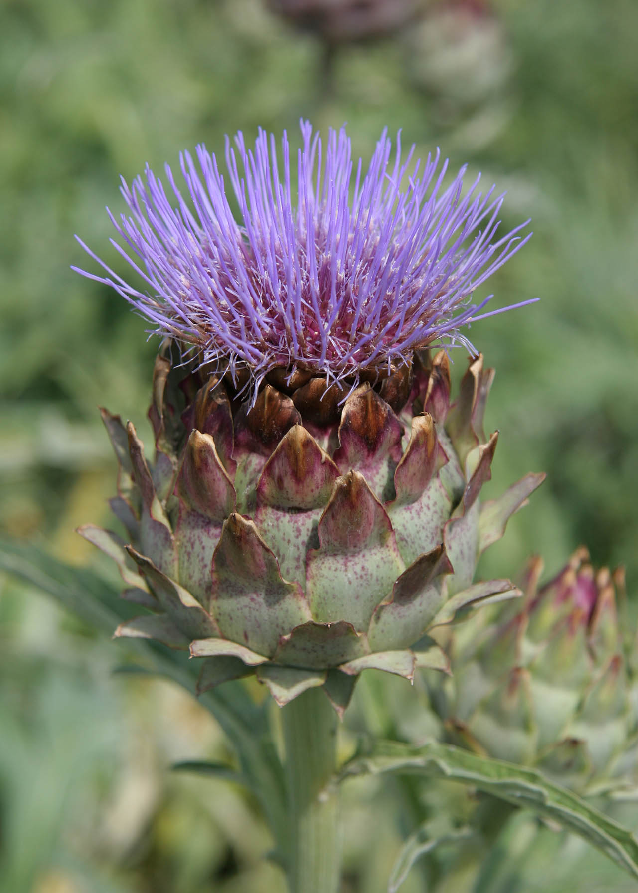 Artichoke Globe 3ltr