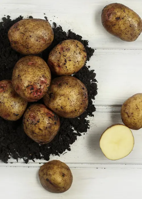 A photo of Potato Cara 1.5kg