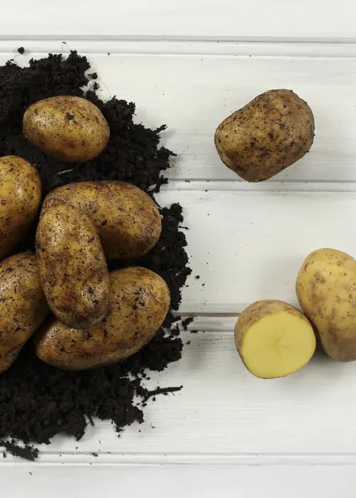 A photo of Seed Potato Charlotte 1kg