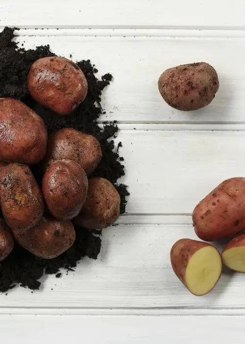 A photo of Seed Potato Desiree 2kg