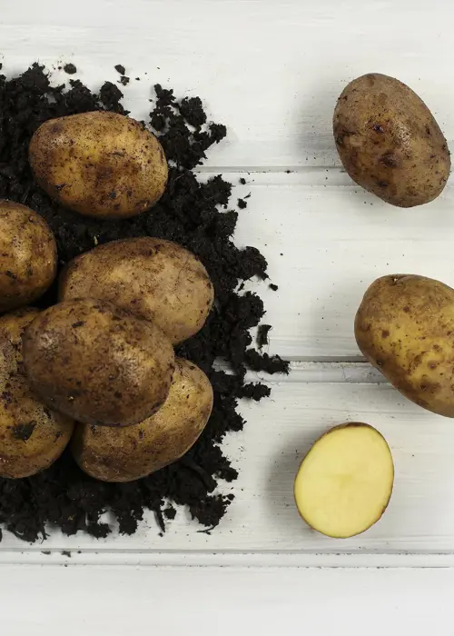 A photo of Seed Potato Duke of York 1kg