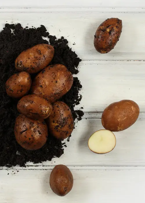 A photo of Seed Potato Golden Wonder 2kg