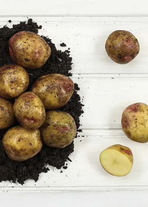 A photo of Seed Potato King Edward 2kg