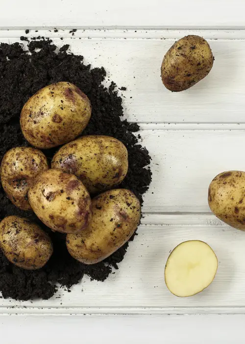 A photo of Seed Potato Kestrel 2kg