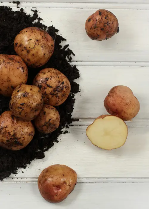 A photo of Seed Potato Kerr's Pink 2kg
