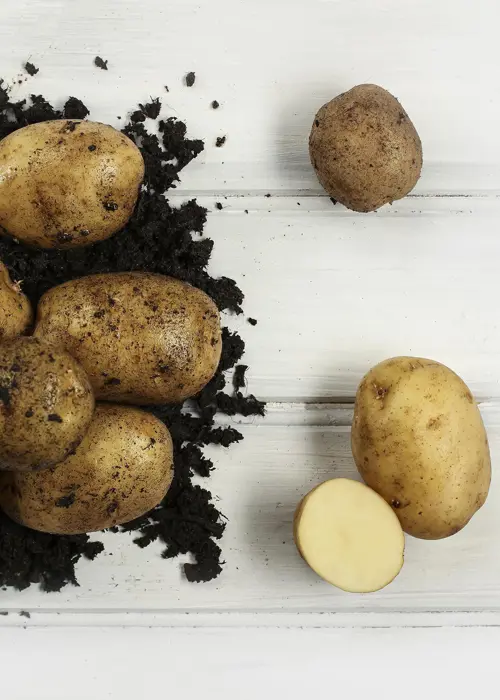 A photo of Seed Potato Maris Peer 2kg