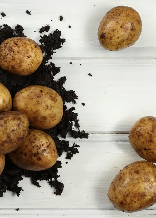 A photo of Potato Maris Piper 1.5kg