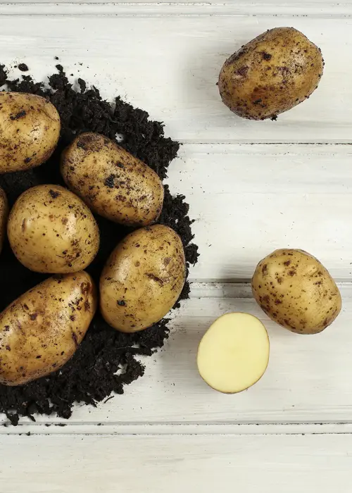 A photo of Seed Potato Nadine 2kg