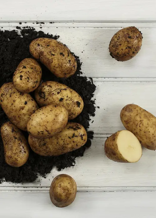 A photo of Seed Potato Pentland Dell 2kg