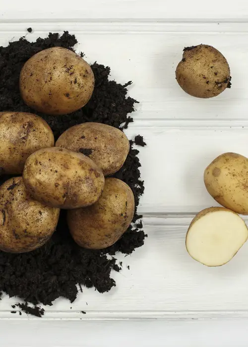 A photo of Seed Potato Pentland Javelin 2kg