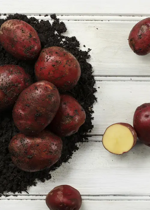 A photo of Seed Potato Red Duke of York 1kg