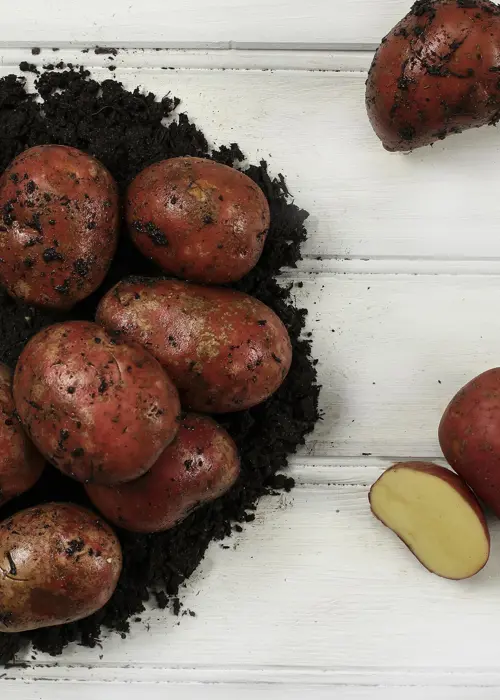 A photo of Seed Potato Rooster 2kg