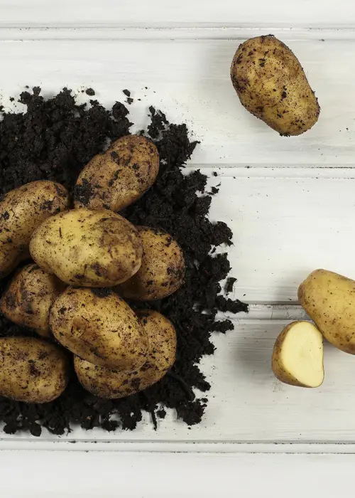 A photo of Seed Potato Sharpes Express 2kg