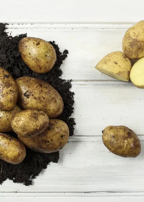A photo of Seed Potato Wilja 2kg