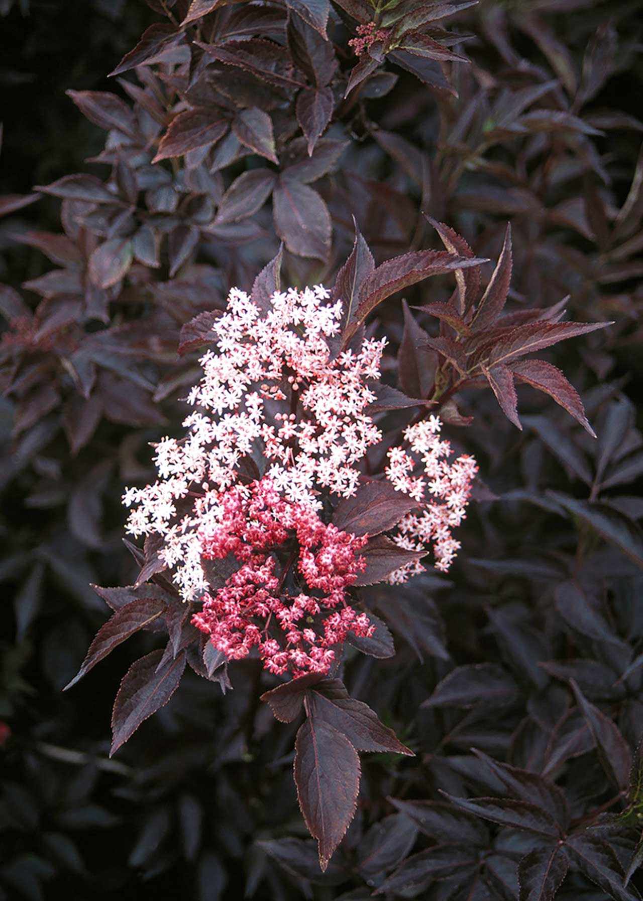 Sambucus Black Beauty 3ltr