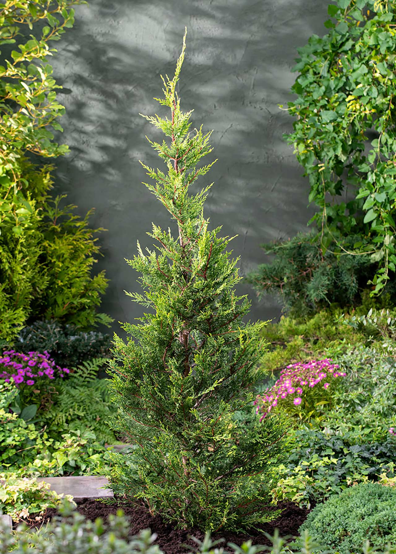 Cupressocyparis Leylandii 3ltr