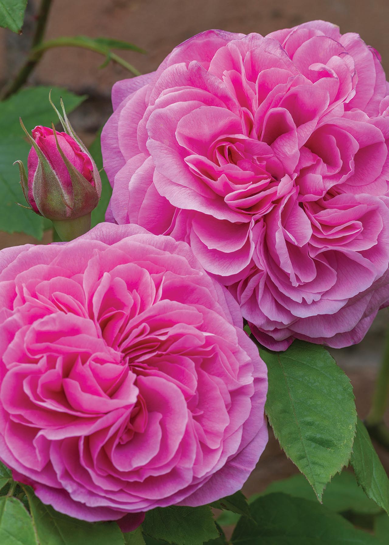 David Austin Rose 'Gertrude Jekyll' 6ltr