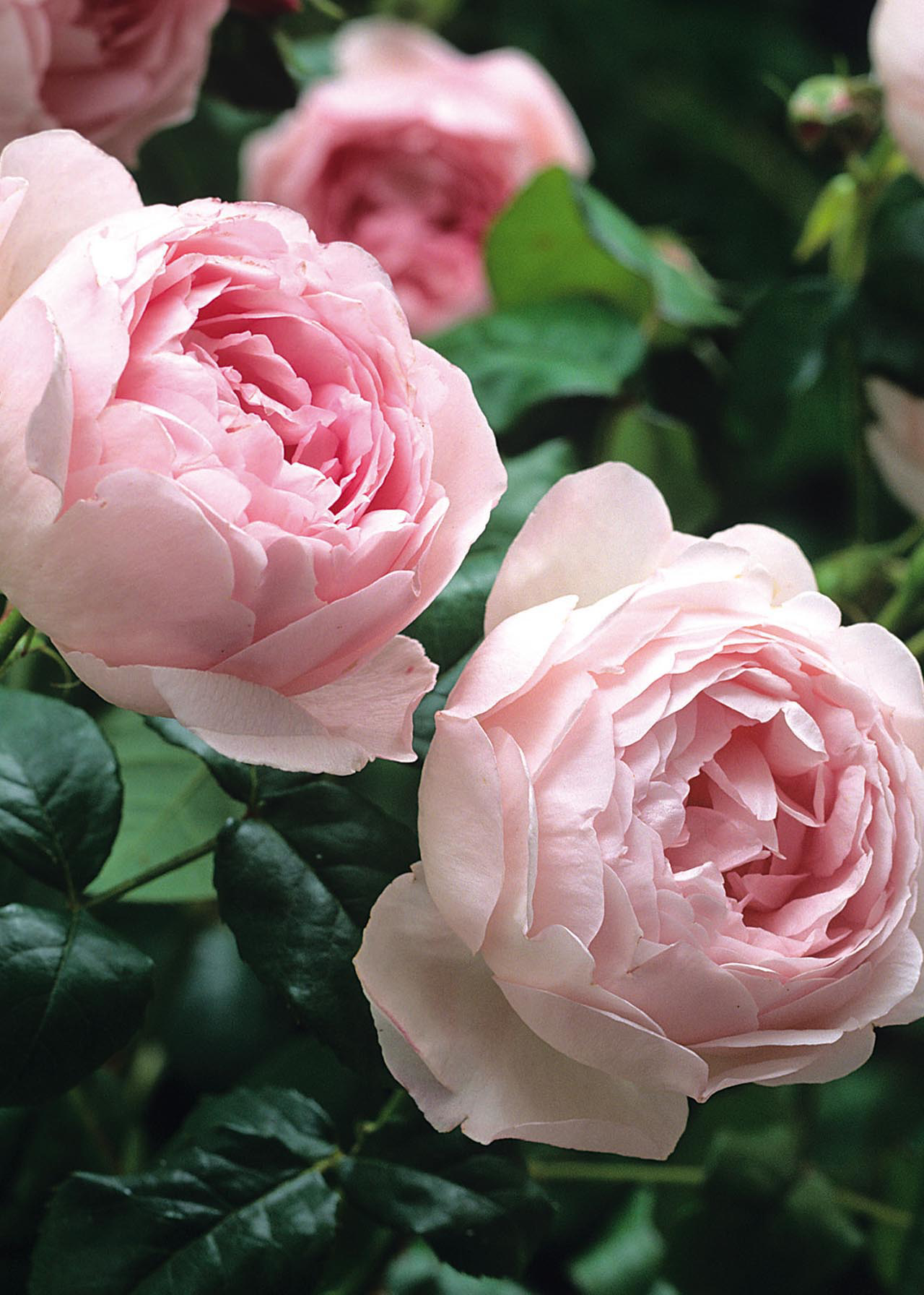 David Austin Rose 'Scepter'd Isle' 6ltr