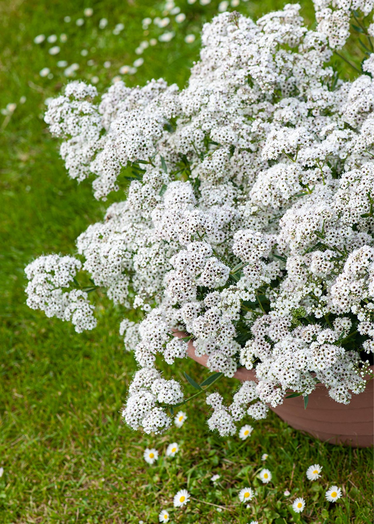 Gypsophila Festival Whte 1ltr