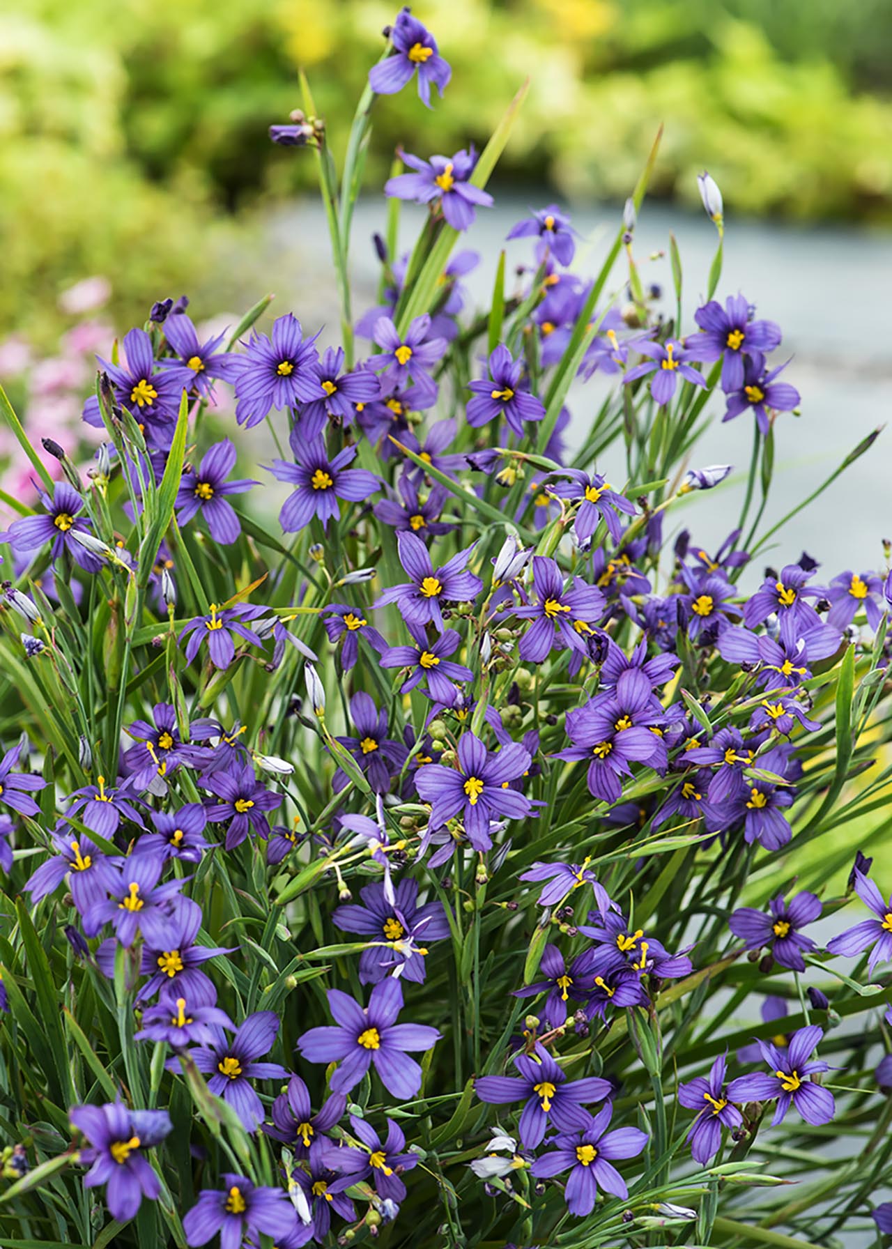 Sisyrinchium Rocky Point 1.5ltr