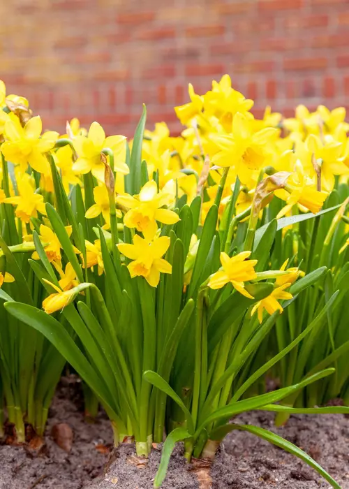 A photo of Daffodil (Narcissus) Tete A Tete Pack of 25