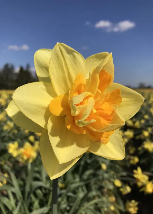 A photo of Daffodil (Narcissus) Apotheose Pack of 5