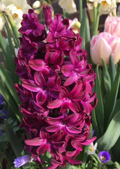 A photo of Hyacinth Woodstock Pack of 3