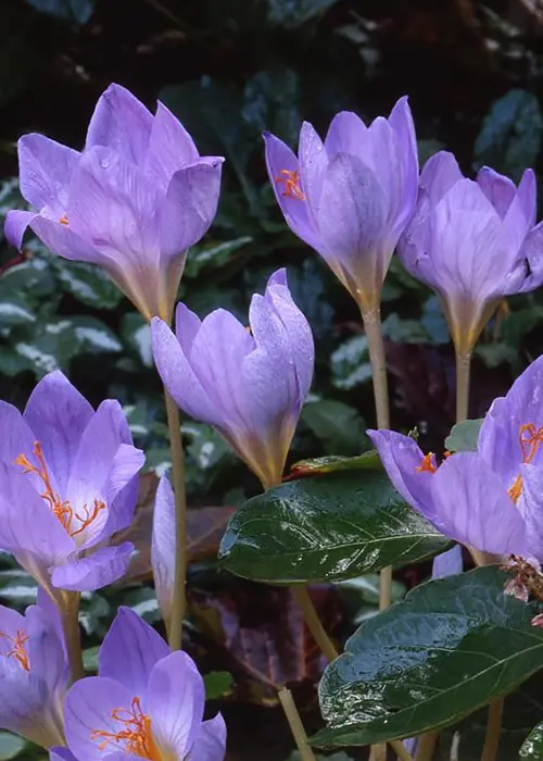 A photo of Crocus Sativus Pack of 9