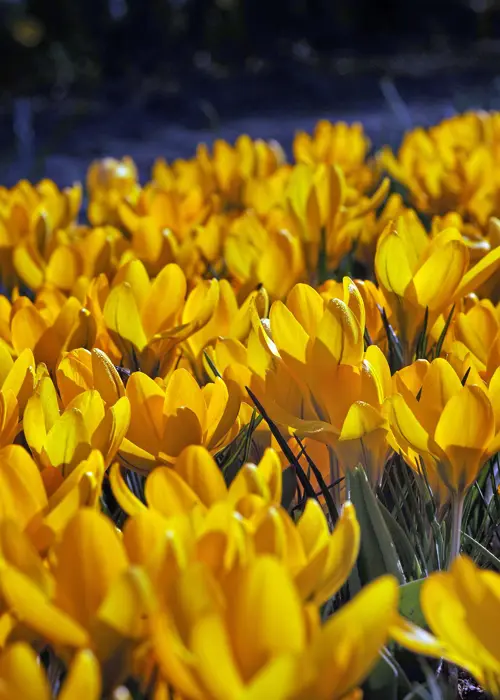 A photo of Crocus Yellow Mammoth (Lge Flower) Pack of 8