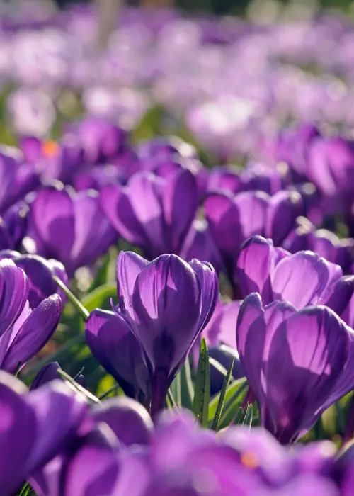 A photo of Crocus Flower Record (Lge Flower) Pack of 8