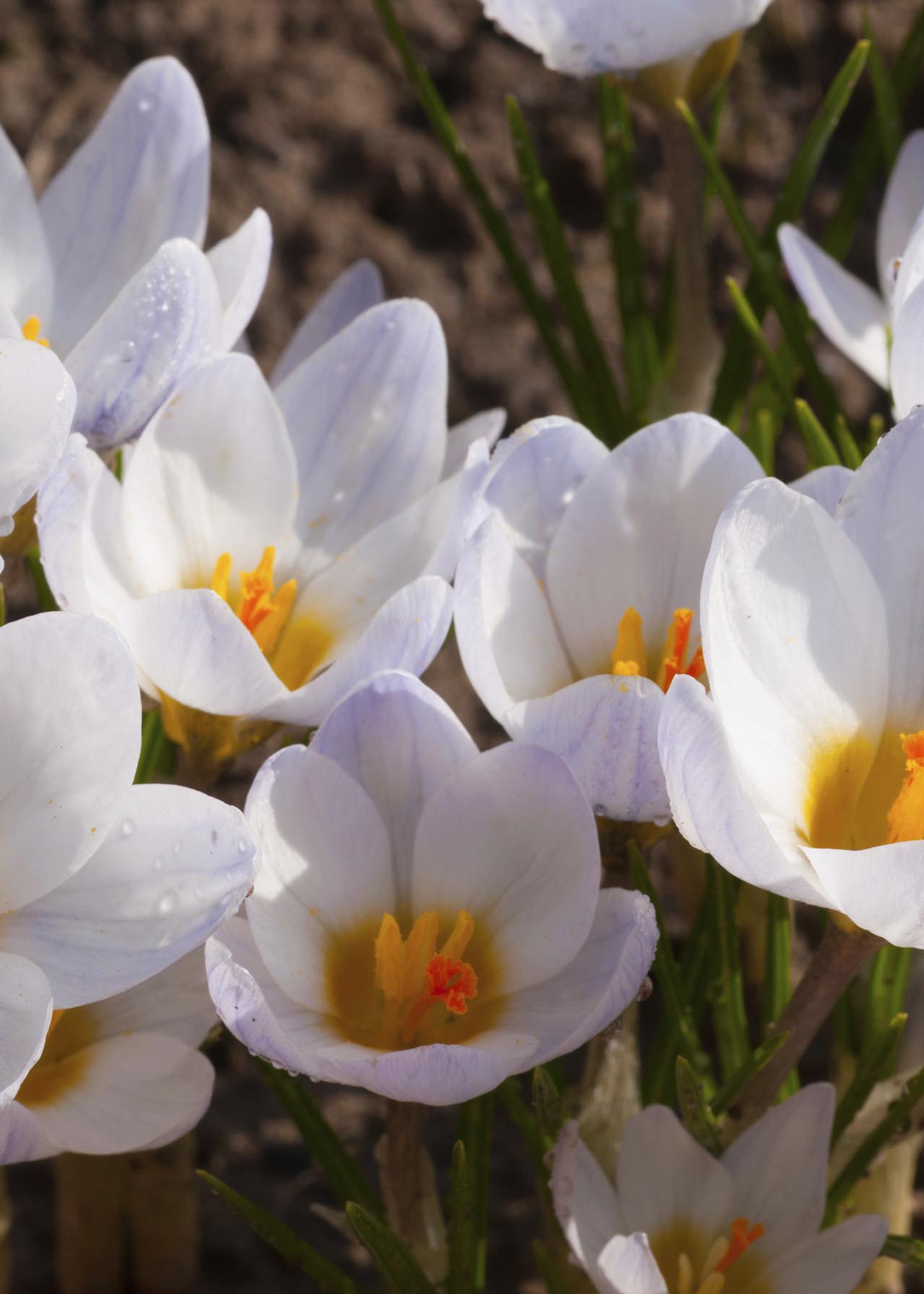 Crocus Ard Schenk Pack of 8